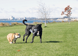 Dog park infections medications