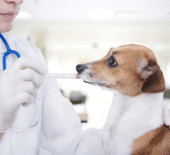 Pet receiving oral medication