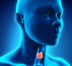 Human thyroid 3d rendering