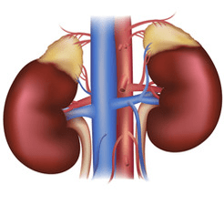 Kidneys with adrenal glands