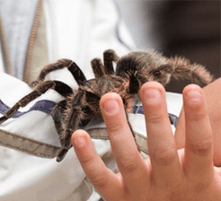Touching tarantula