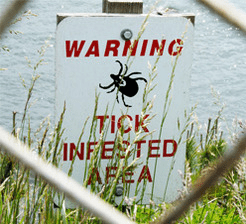 Tick infested area lyme disease