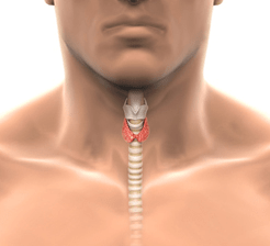 Thyroid concept