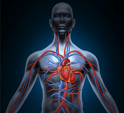 Human heart circulation