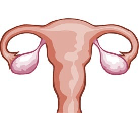 Female reproductive system concept