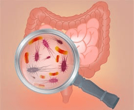Intestinal bacteria concept