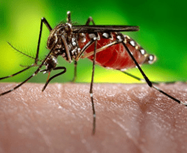 Zika carrying mosquito. source  usa.gov