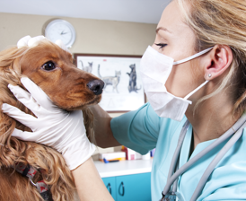 Pet medicine costs